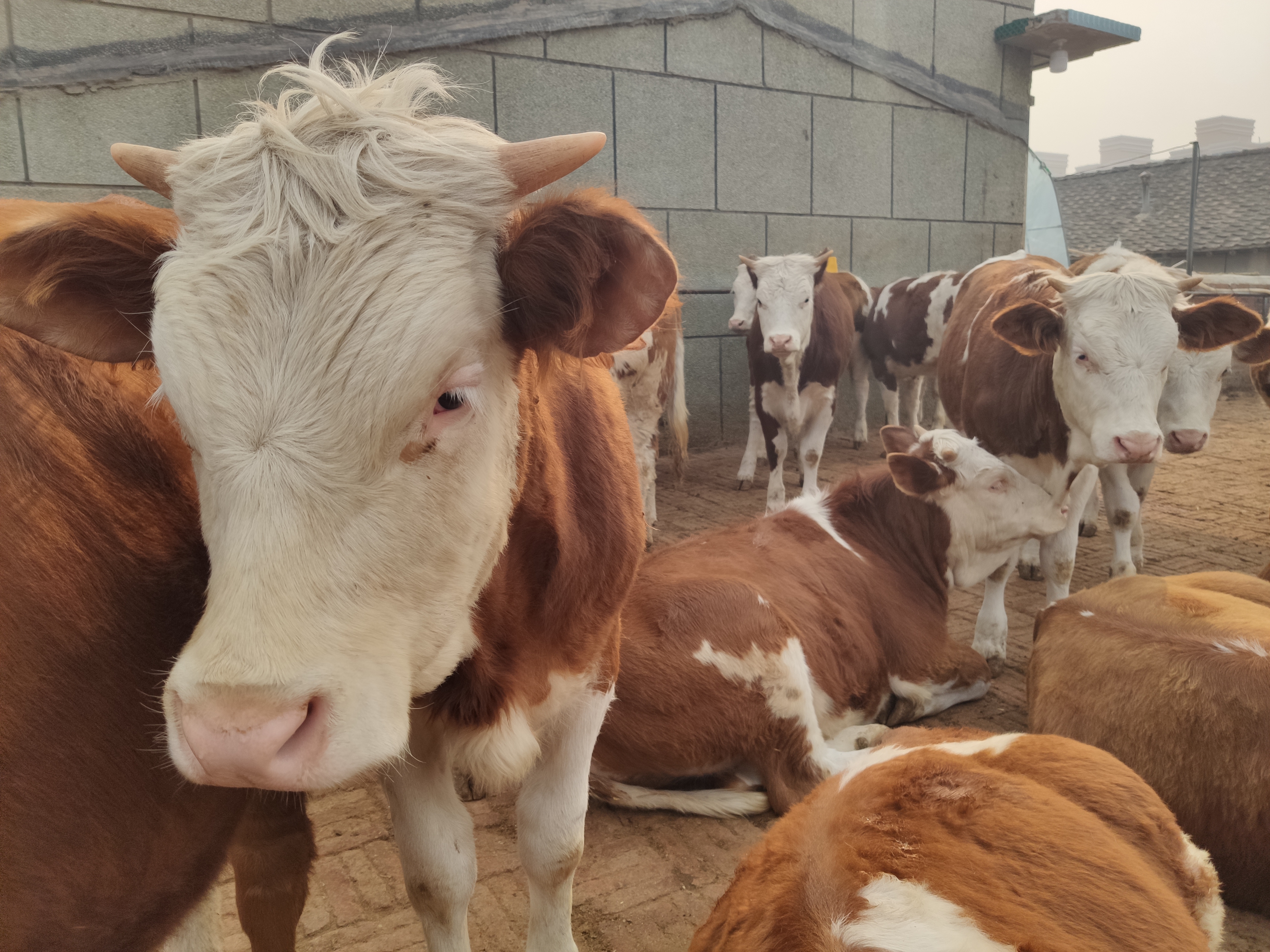 养牛新手怎么养牛,养牛人30年的养牛经验必学