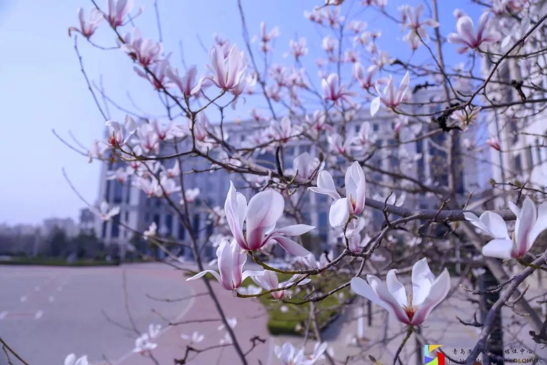选择青岛港湾的理由,山东职业学院与青岛港湾职业学院