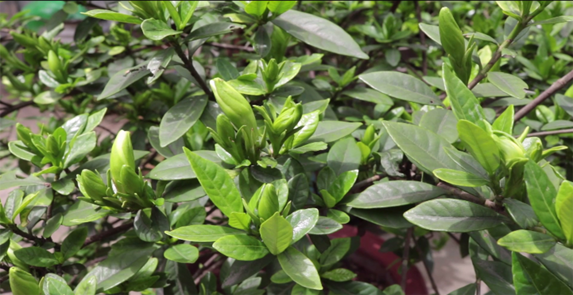 栀子花花苞多但叶子发黄了怎么办,栀子花的花朵为什么打不开