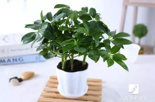 吸甲醛最好的植物排名,装修房子吸甲醛最好的是什么植物