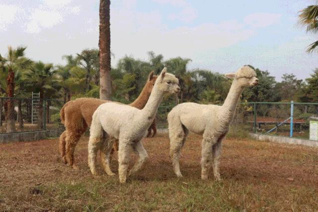 清远森波拉温泉奇妙世界,清远森波拉温泉旅游攻略