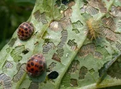 马铃薯的地下害虫有哪些,马铃薯种植技术及病虫害防治