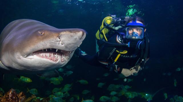 鲨鱼为什么不吃潜水员呢,为什么鲨鱼不吃潜水员