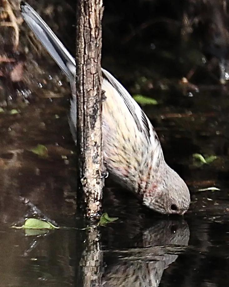林业生态旅游科普,林草科普