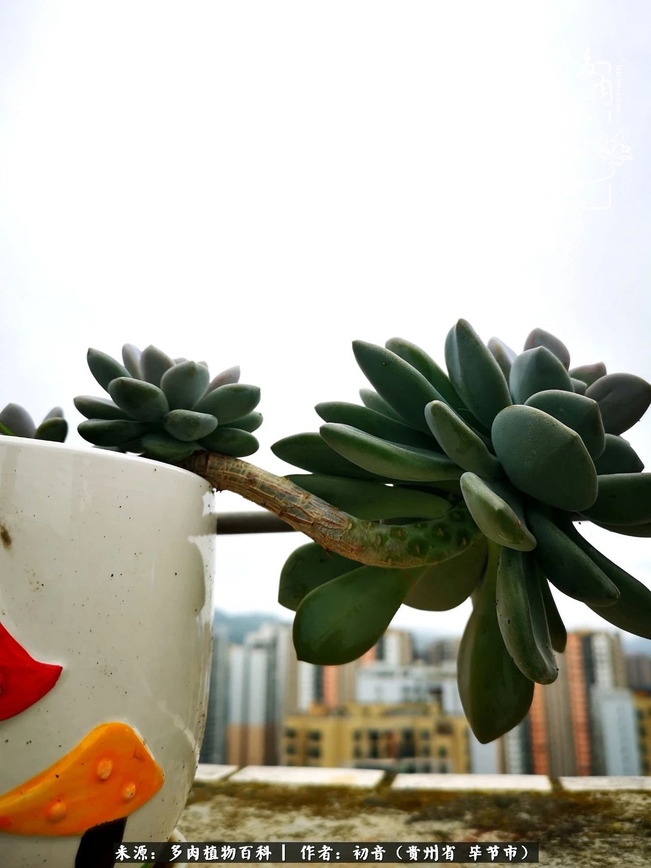 和多肉共度美好时光,与多肉一起成长