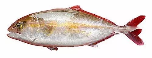 世界顶级海鲜鱼类,史上最完整鱼类海鲜图鉴