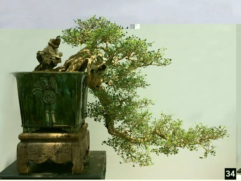 盆景修行,学习盆景技术最好的书