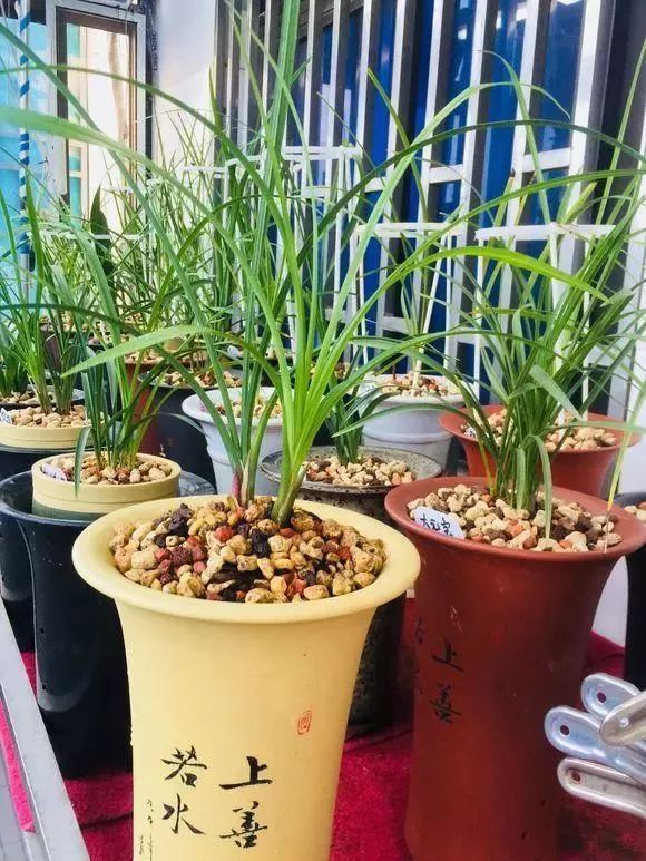 兰花冬季养护注意事项和禁忌,河南黄河以北兰花怎么越冬