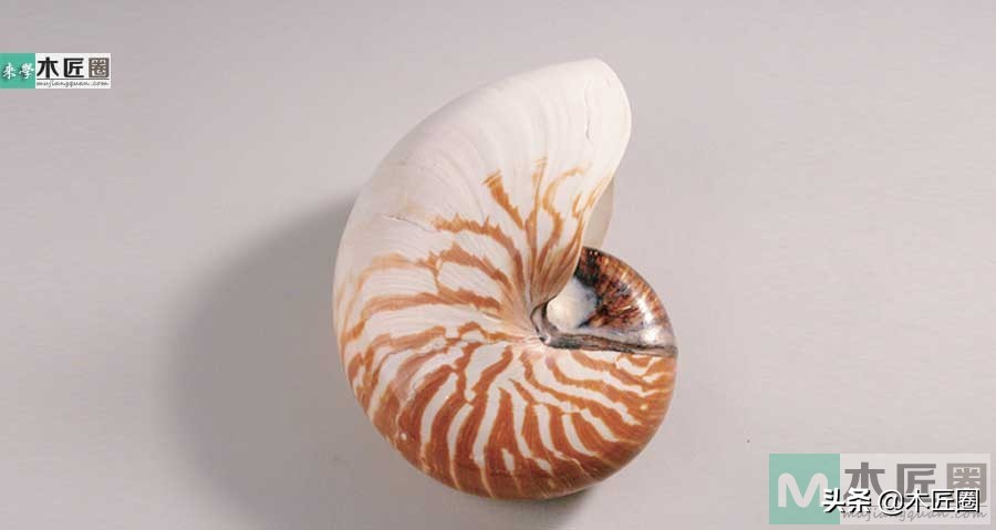 燕尾榫书架制作,鹦鹉螺diy