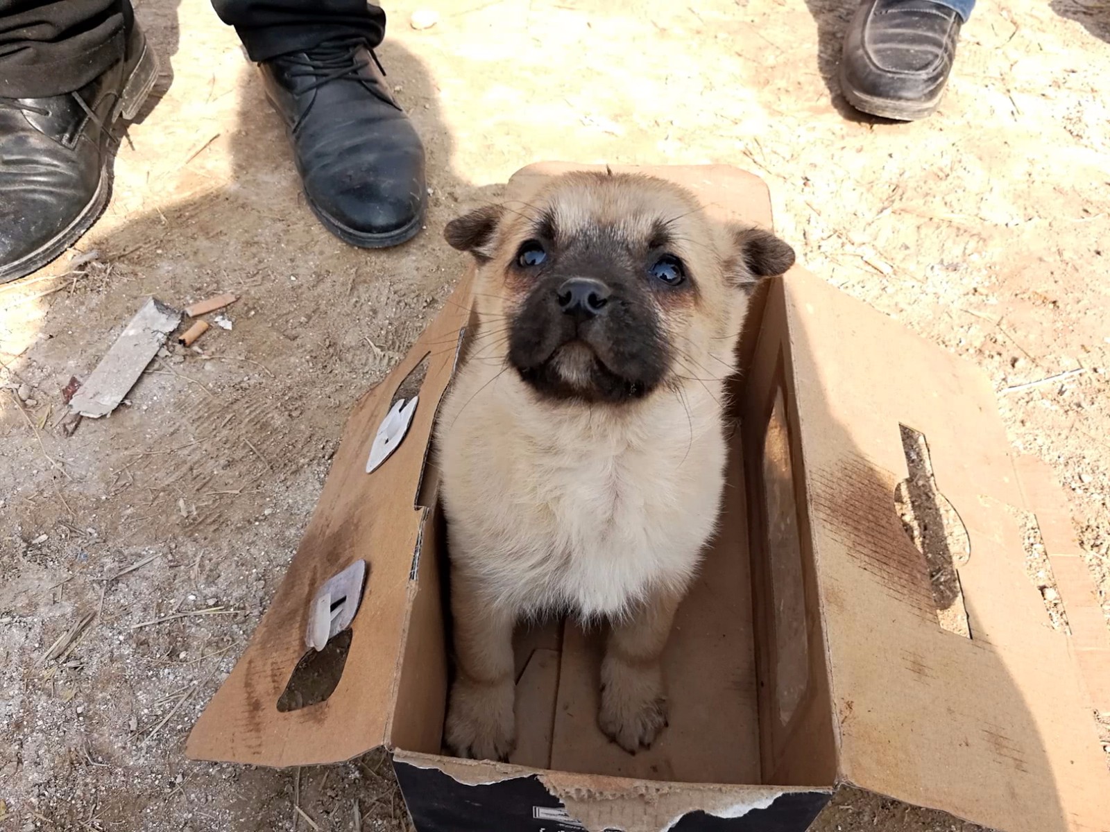 犬拉白色果冻状的便便怎么回事,宠物狗送到新家不到半月就拉肚子