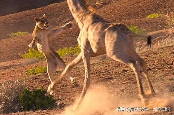 长颈鹿动物冷知识,长颈鹿有趣冷知识