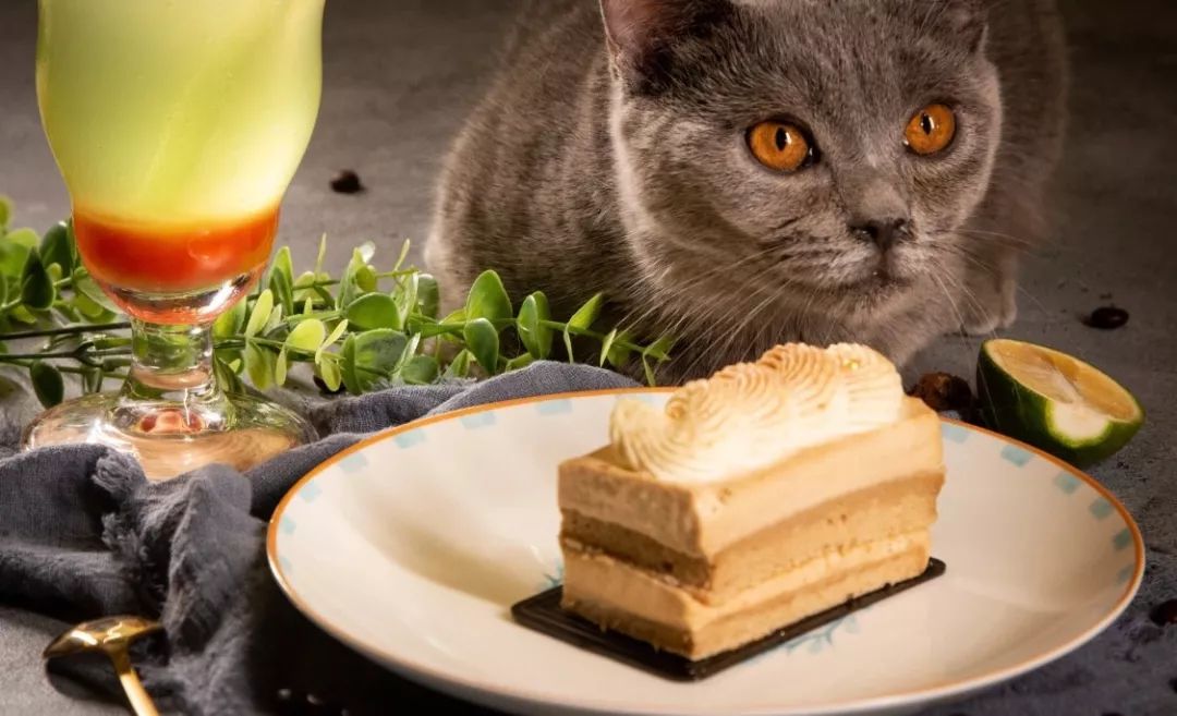 2019宠物排名,2022宠物排行榜