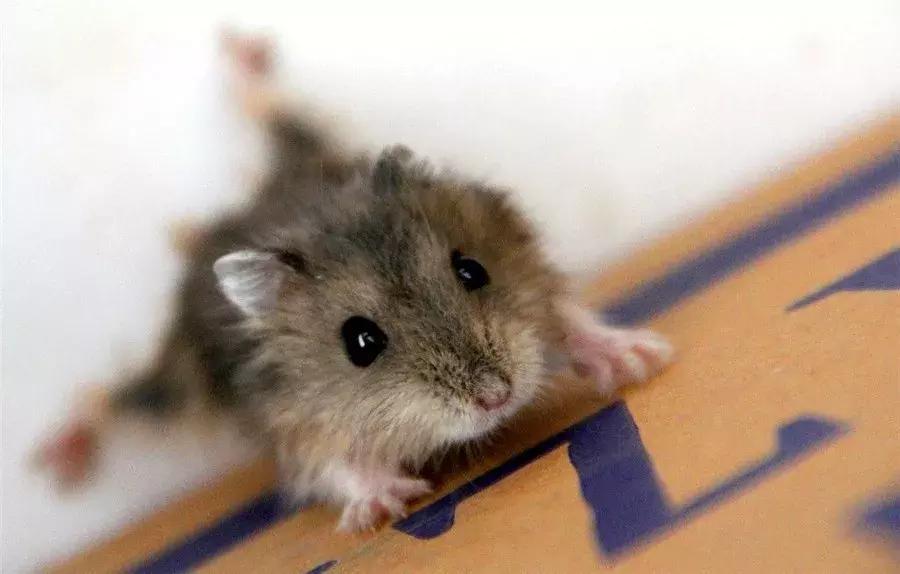 被老鼠咬了得狂犬病的案例,广西一男子被老鼠咬后狂犬病发作