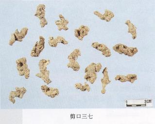 教你怎样辨别真假三七粉,网上买到的假三七粉怎么辨别