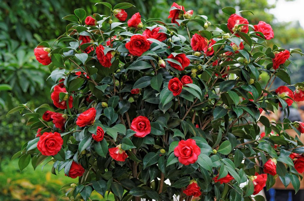 茶花花苞开放一半打不开怎么办,茶花好多花苞就是不开花怎么办