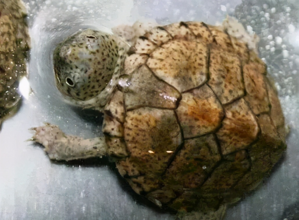 各种龟类图片大全大图,龟类展示会