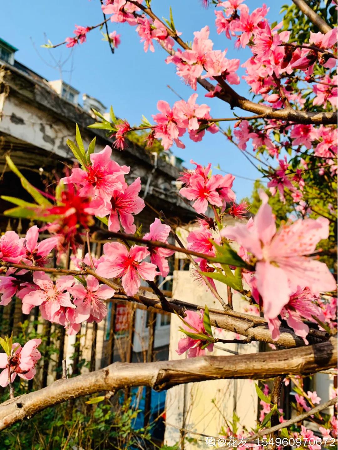 春天开的花有哪些常见又漂亮,十大名花在春天开的有哪些