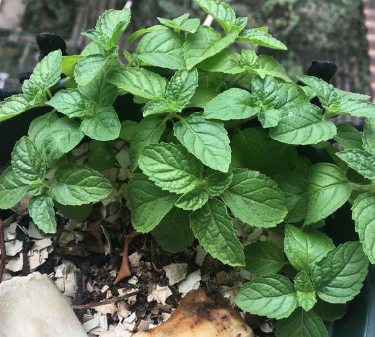 自制花肥酵素哪种最好,自己做酵素花肥怎么操作