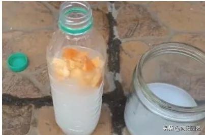 淘米水臭了怎么养花,淘米水养花发臭