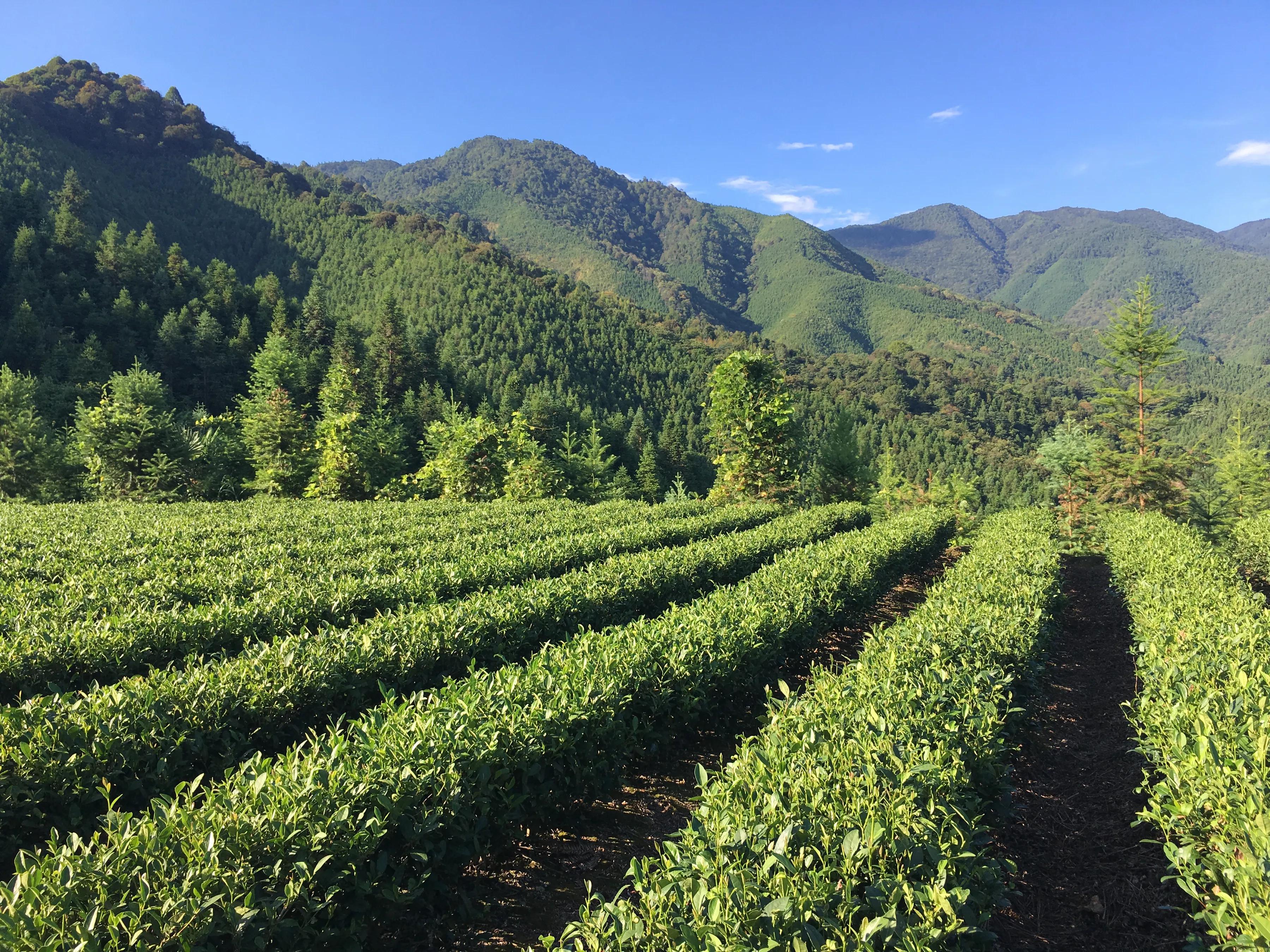 茶叶一年能赚多少钱,茶叶利润大暴利行业