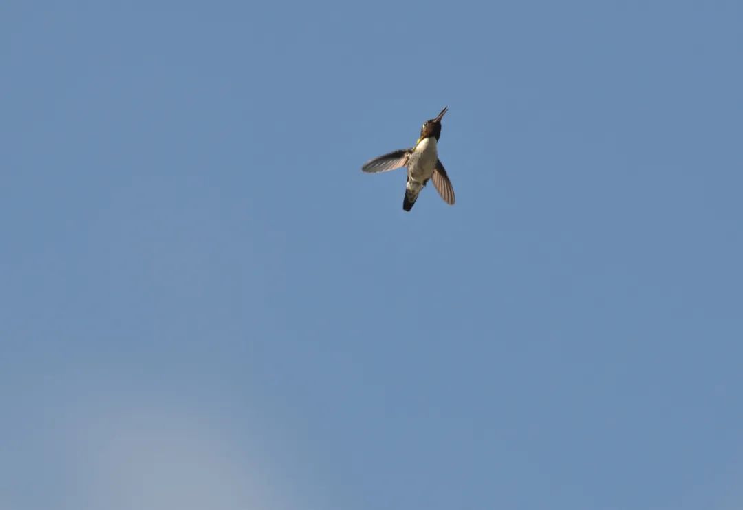 吸蜜蜂鸟简介,吸花蜜的鸟图片