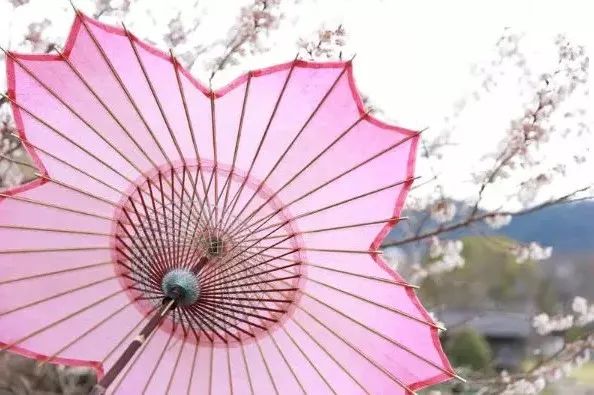 日本樱花伞价格,日本樱花限定多少钱