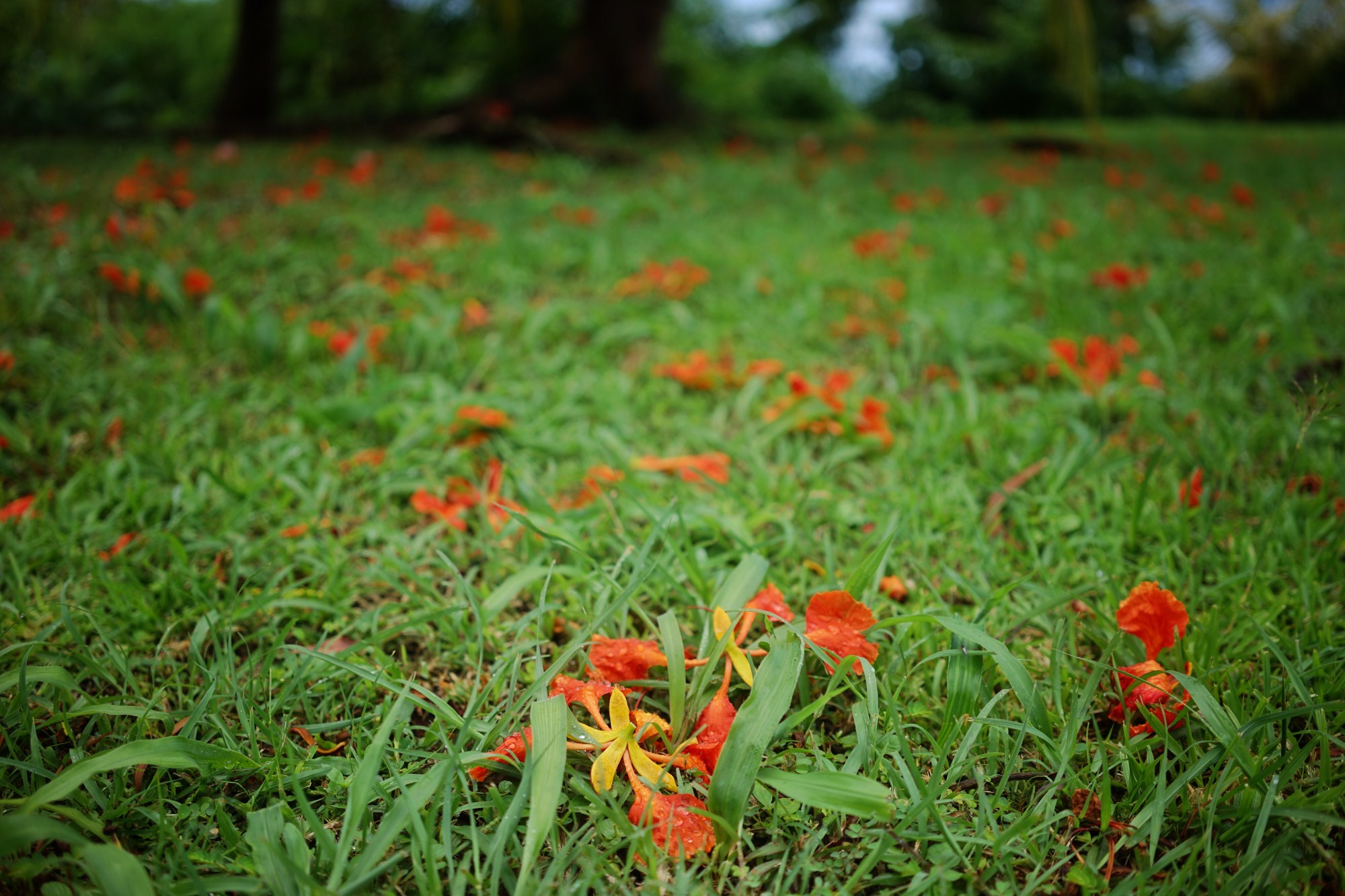 一定是特别的缘分——帕劳,再遇见「周若雪Patty」·上