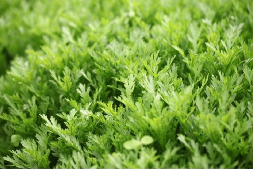 农村种什么蔬菜赚钱不愁销路,种什么蔬菜赚钱快成本低销路好