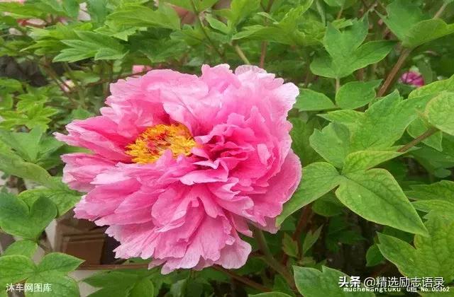 人世间孝顺父母的两种方式,孝顺父母最好的方式就是给钱