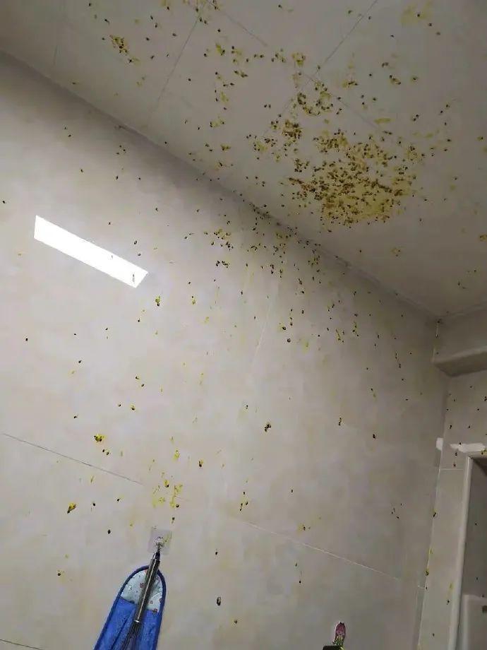 百香果的威力有多强,百香果果酱爆炸威力