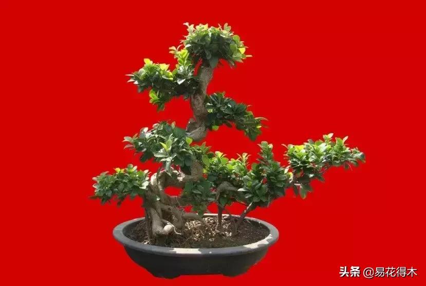 墙角榕树盆景,绝无仅有的榕树盆景