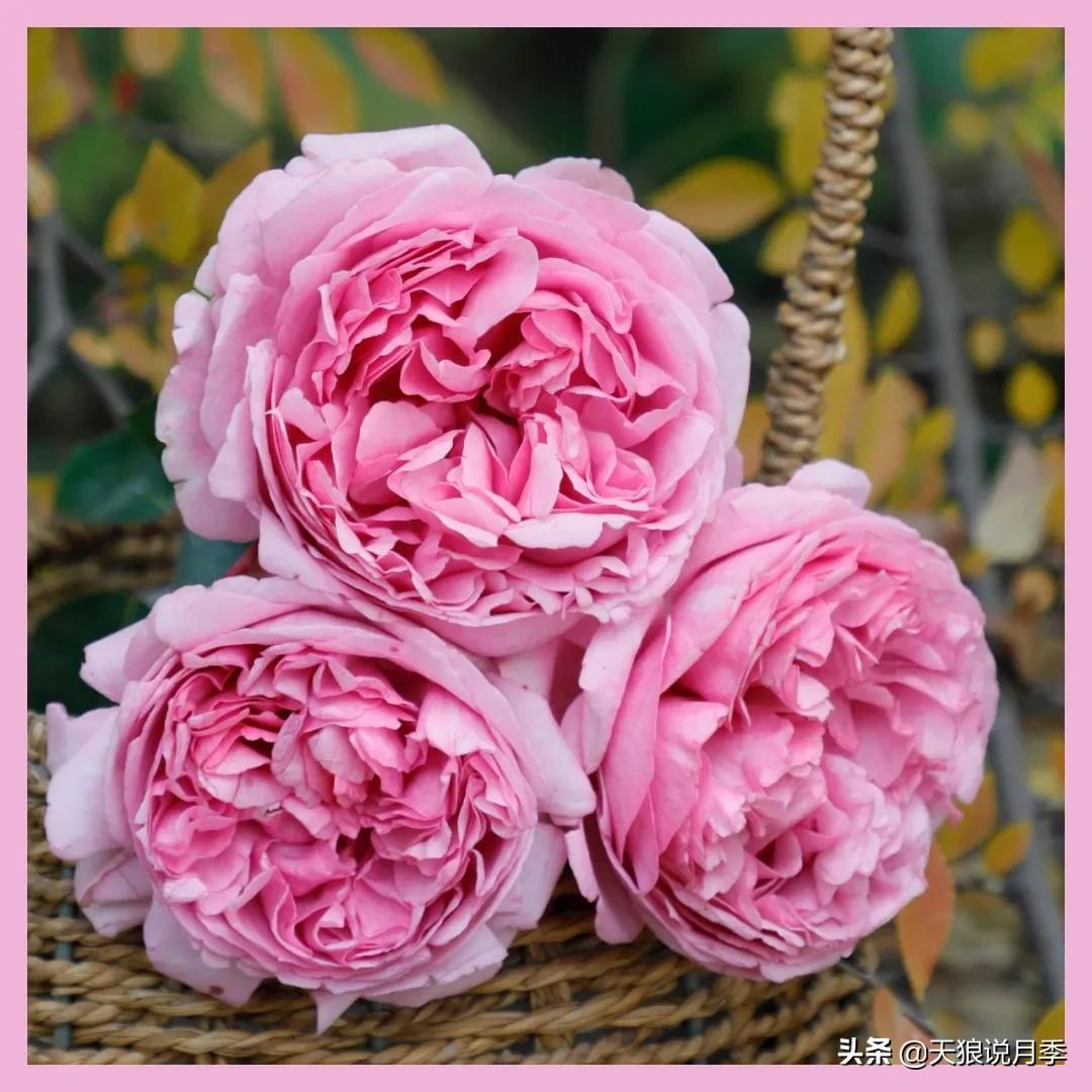 月季控对美的极致追求，尽在伊芙系列