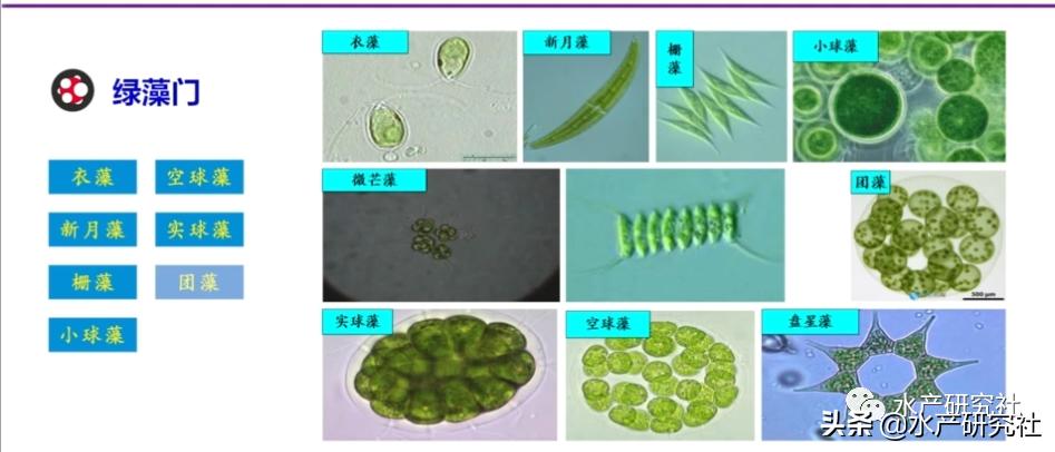 蓝藻是否都是有害藻类,蓝藻的爆发原因及处理方法