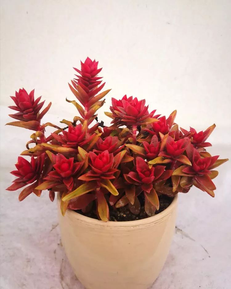 一花一世界多肉园艺,一花一世界一叶一菩提多肉植物