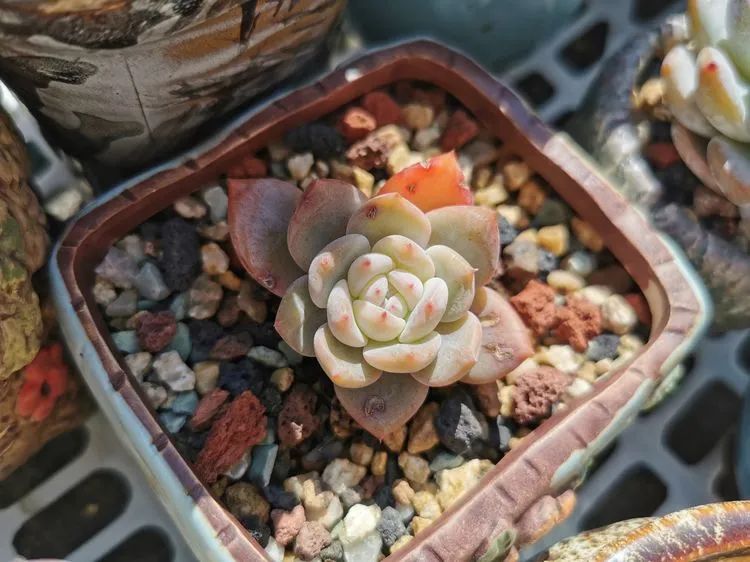 我和多肉,我与多肉