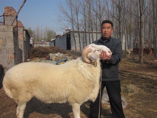 农村返乡创业青年养殖生态猪,返乡创业搞养殖带领群众致富