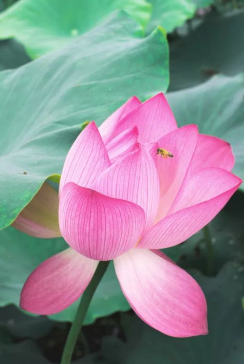 荷花古诗词鉴赏,映日荷花别样红中荷花的特点是