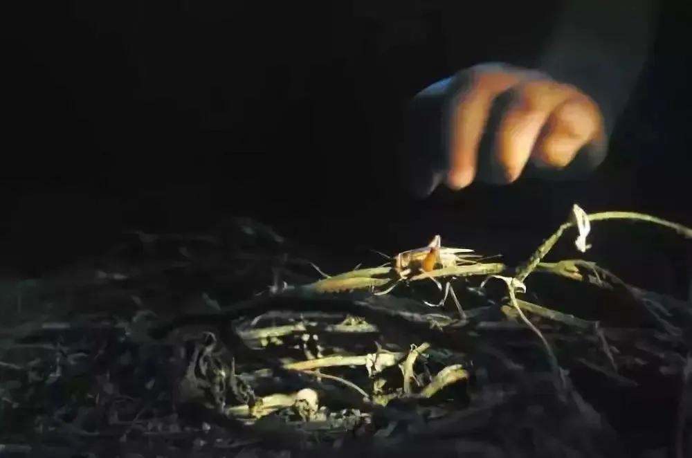 草树青翠虫鸣起，一枕清凉入梦来