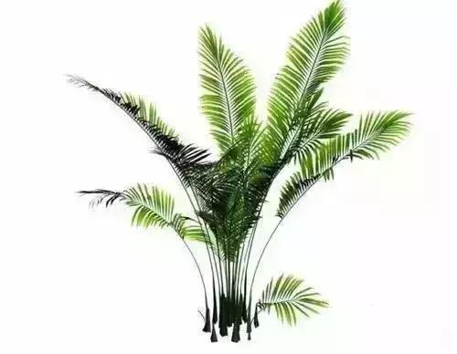 消除新房甲醛的是哪种盆景植物,吸附甲醛最好植物