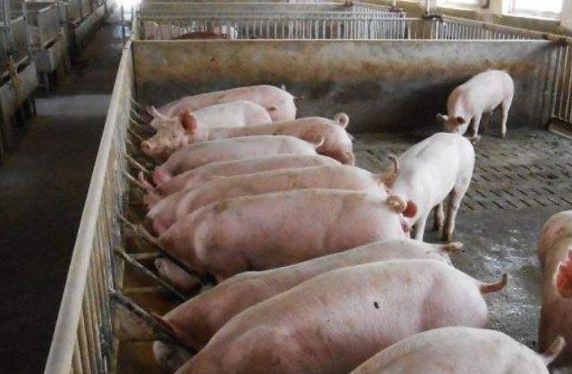 猪牛羊霉菌毒素中毒的表现,猪霉菌毒素中毒怎么治疗效果最好