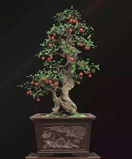 玉树老桩精品盆景,最经典的老桩玉树盆景