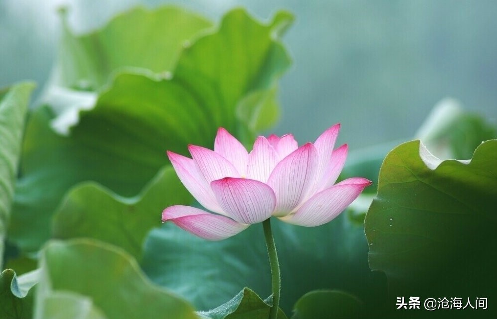 写荷花的诗词有多少,禅意荷花的诗词