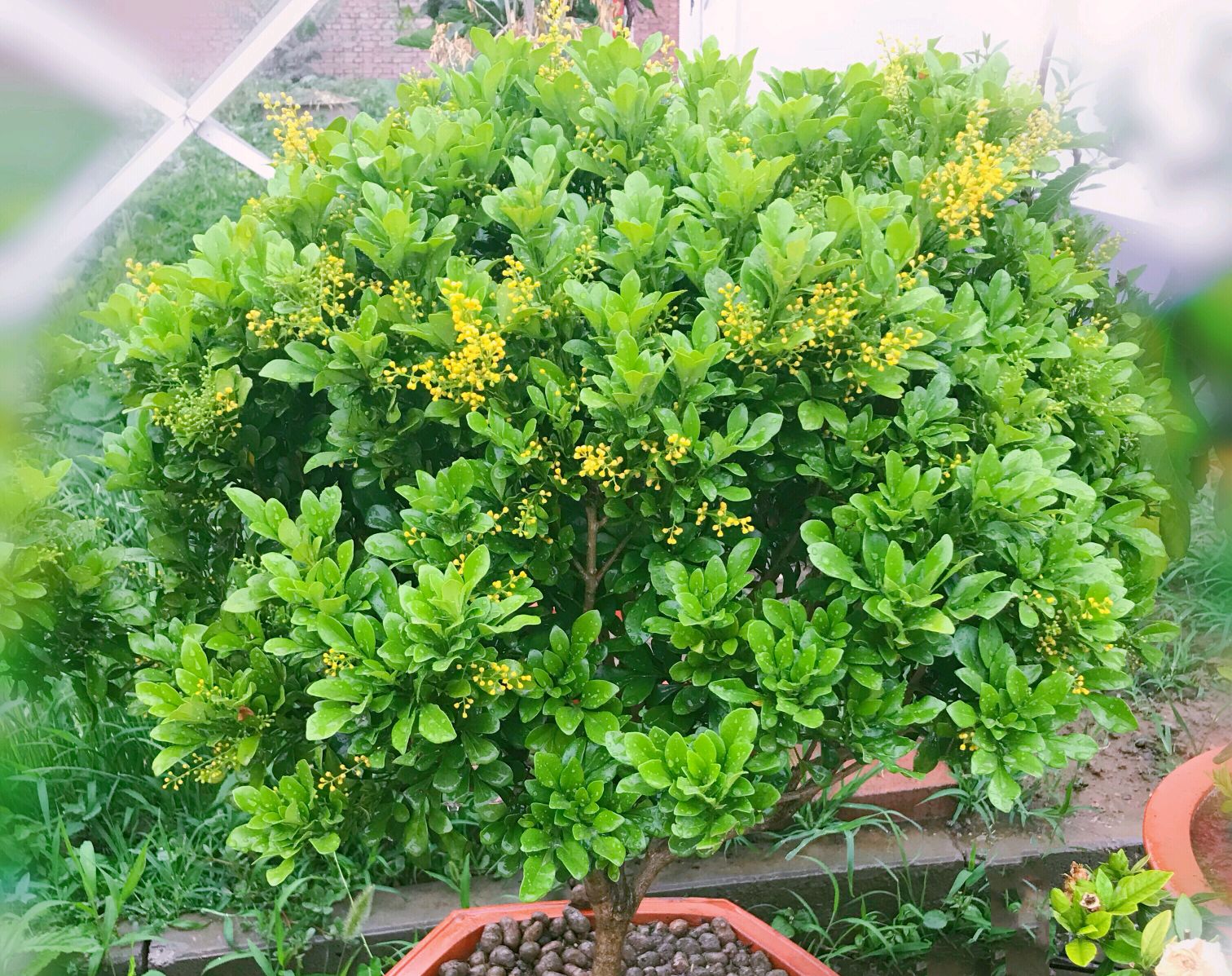 养米兰花为什么用深盆最好,养好米兰花选盆最佳要求