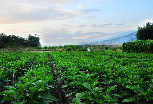 农业趋势未来农业的出路在哪里,农业如何做才能有出路