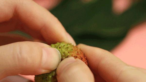 芒果荔枝背后的中越双边关系，曾经“国民待遇”，如今寂无声息