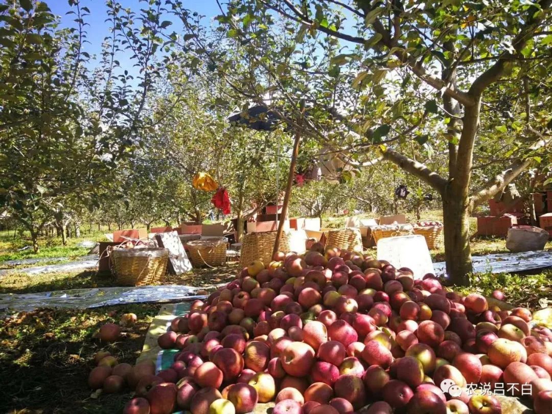 怎么做苹果又简单又好看,苹果果农应该怎么做