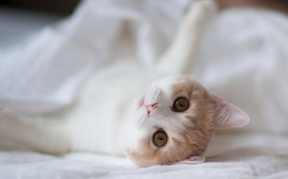 家里猫咪发情了？你知道该如何给它挑选好的配偶吗？