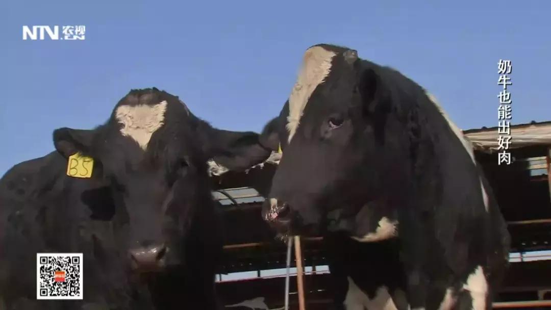 养殖肉牛和奶牛的利润与成本,奶牛与肉牛养殖前景