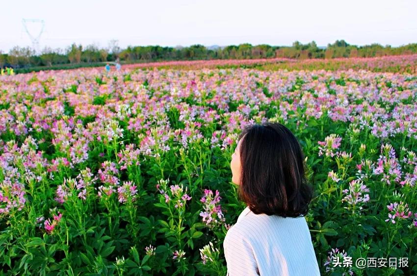 西安公园开放通知最新,西安附近公园免费景点