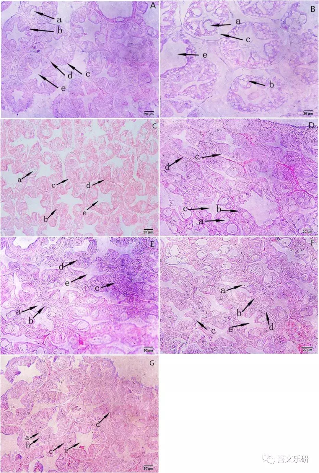 南美白对虾饲料增加,南美白对虾投喂饲料粗蛋白含量
